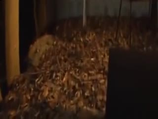 97国产精品无码免费视频蝌蚪网 - 超清高清完整版