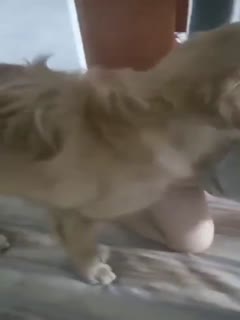 真人做人试看60分钟免费视频-少妇无码精品12P - 97视频网国产成人拍精品视频网